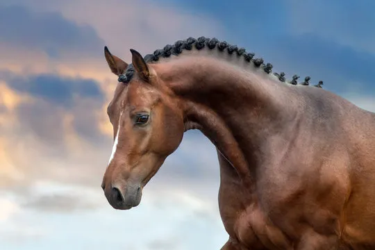 球速体育在线功能演示